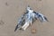 Dead gull on a beach