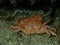 Dead hairy crab or bristly crab, bristly xanthid crab (Pilumnus hirtellus) undersea, Aegean Sea, Greece, Halkidiki