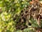 Dead head blackberries dried out in autumn