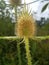 Dead head thistle