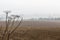 Dead hogweed at side of ploughed field