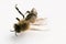 Dead honey bee on white, bee, insect, honeybee