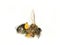 Dead honeybee with pollen baskets Apis mellifera