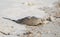 Dead Horseshoe Crab on Hilton Head Island beach