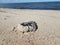 Dead horseshoe crab shell on beach with water