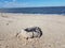 Dead horseshoe crab shell on beach with water