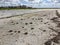 Dead horseshoe crabs on the beach