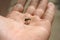 Dead insect wasp on a man`s hand. The sting of a wasp