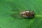 Dead Japanese cicada on green leaf - Graptopsaltria nigrofuscata, the large brown cicada, called aburazemi in Japanese