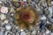 Dead jellyfish on a pebble beach close-up