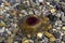 Dead jellyfish on a pebble beach close-up