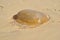 Dead jellyfish on Pilat Dune in France