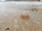 Dead jellyfish in sea foam.