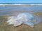 Dead jellyfish in the shallow waters of seashore. Jellyfish Rhizostomeae