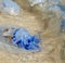 dead jellyfish  thrown on the shore of the Black Sea on a summer day