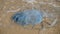 Dead jellyfish washed up on the beach. Rhopilema nomadica jellyfish