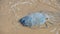 Dead jellyfish washed up on the beach. Rhopilema nomadica jellyfish at the Mediterranean seacoast.