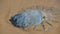 Dead jellyfish washed up on the beach. Rhopilema nomadica jellyfish at the Mediterranean seacoast.