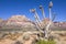 Dead Joshua tree in Red Rock Canyon desert, Nevada