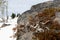 Dead juniper on alpine rocks