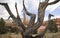 Dead Juniper in Kodachrome State Park
