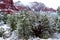 Dead Juniper and Pines and Red Rock in the Winter Snow