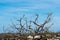 Dead juniper skeleton by a blue sky