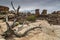 Dead Juniper Tree and Canyon at Canyonlands in Utah