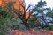 Dead Juniper Tree in Sedona Arizona Castle Rock