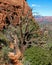 Dead Juniper Tree in the Sun of the Desert