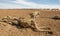 Dead kangaroos during  drought conditions.
