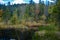 Dead lake in the forest, Carpathian mountains, Skole, Ukraine