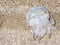 Dead large jellyfish on the sand of the sea beach on a summer day. A marine animal posing a danger to tourists having a