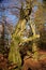 Dead large oak, overgrown with moss, in the Sababurg primeval forest