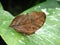 Dead Leaf Butterfly