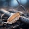 a dead leaf laying on the ground in the woods