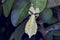 Dead leaf mantis. praying mantis that mimic dead leaves