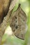 Dead-leaf or orange oakleaf butterfly, Kallima inachus