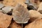 a dead leaf sits on top of a pile of rocks