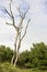 Dead leafless tree in German nature