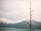 A dead leafless tree with mountain, sky and lake on background.