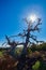 Dead Limber Pine with sun and blue sky