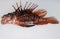 Dead lionfish on white background