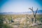 A dead and living cactus in Death Valley