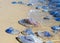 Dead and living jellyfish on the Black Sea shore