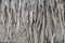 Dead long leaves plants on the old stone wall.