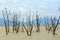 Dead mangrove trees, Borneo, Malaysia