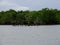 Dead mangroves over the sea with mangrove forests for background