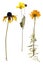 Dead marigold and sunflower isolated