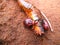 Dead millipede with red beetles on sand ground in Swaziland